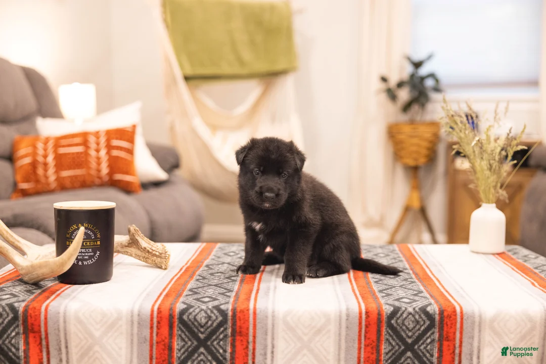 German Shepherd dogs for sale: Candy - Ad 1