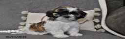 Shih Tzu dogs for sale: Cole - Ad 4