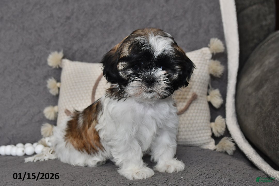 Shih Tzu dogs for sale: Cole - Ad 4