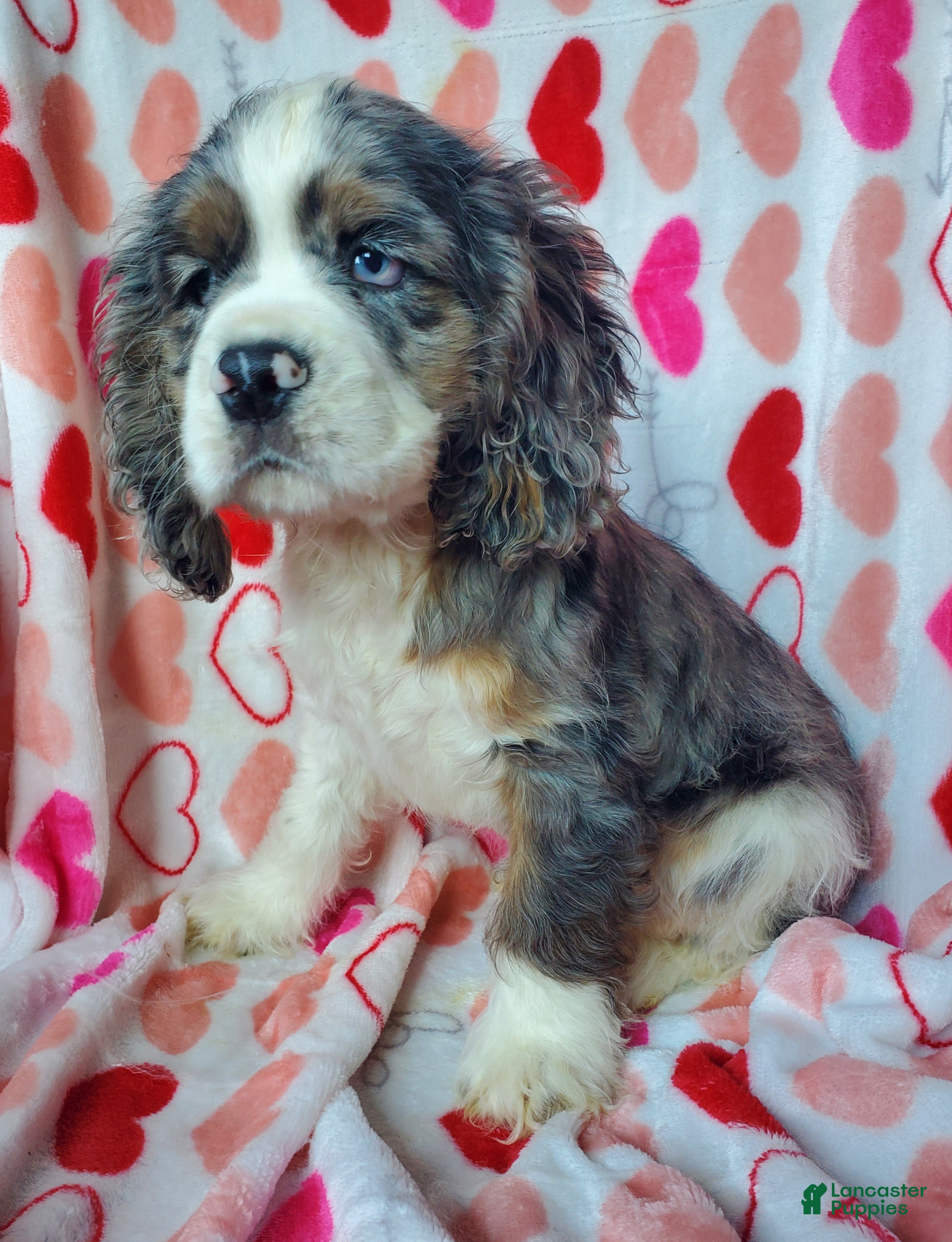 Cocker Spaniel dogs Sarge - Ad 13