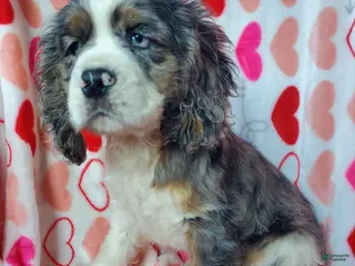 Cocker Spaniel dogs Sarge - Ad 13