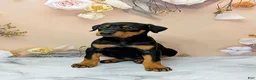 Doberman Pinscher dogs for sale: Poppy - Ad 4