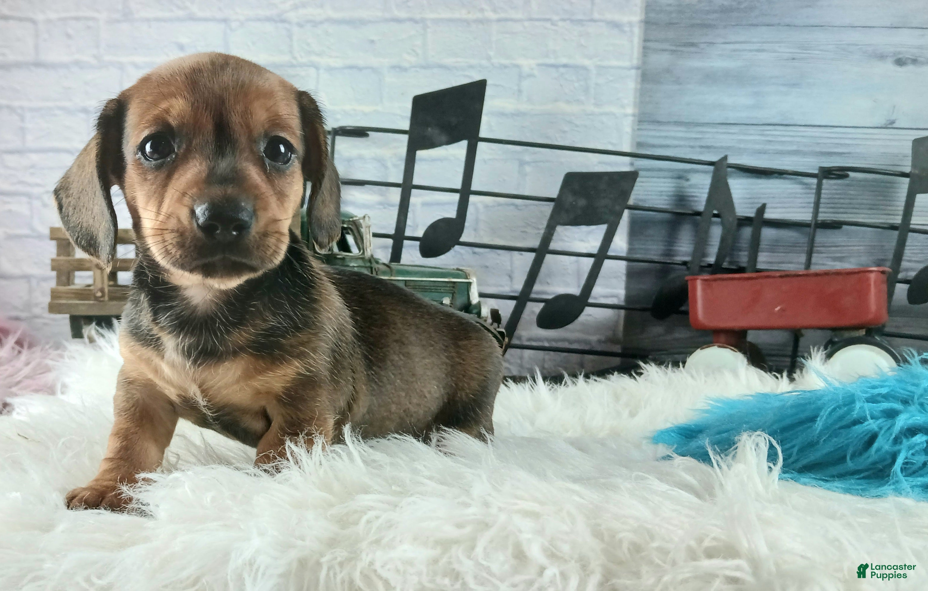 Dachshund dogs Nationwide delivery. Gloria's sable boy - Ad 2