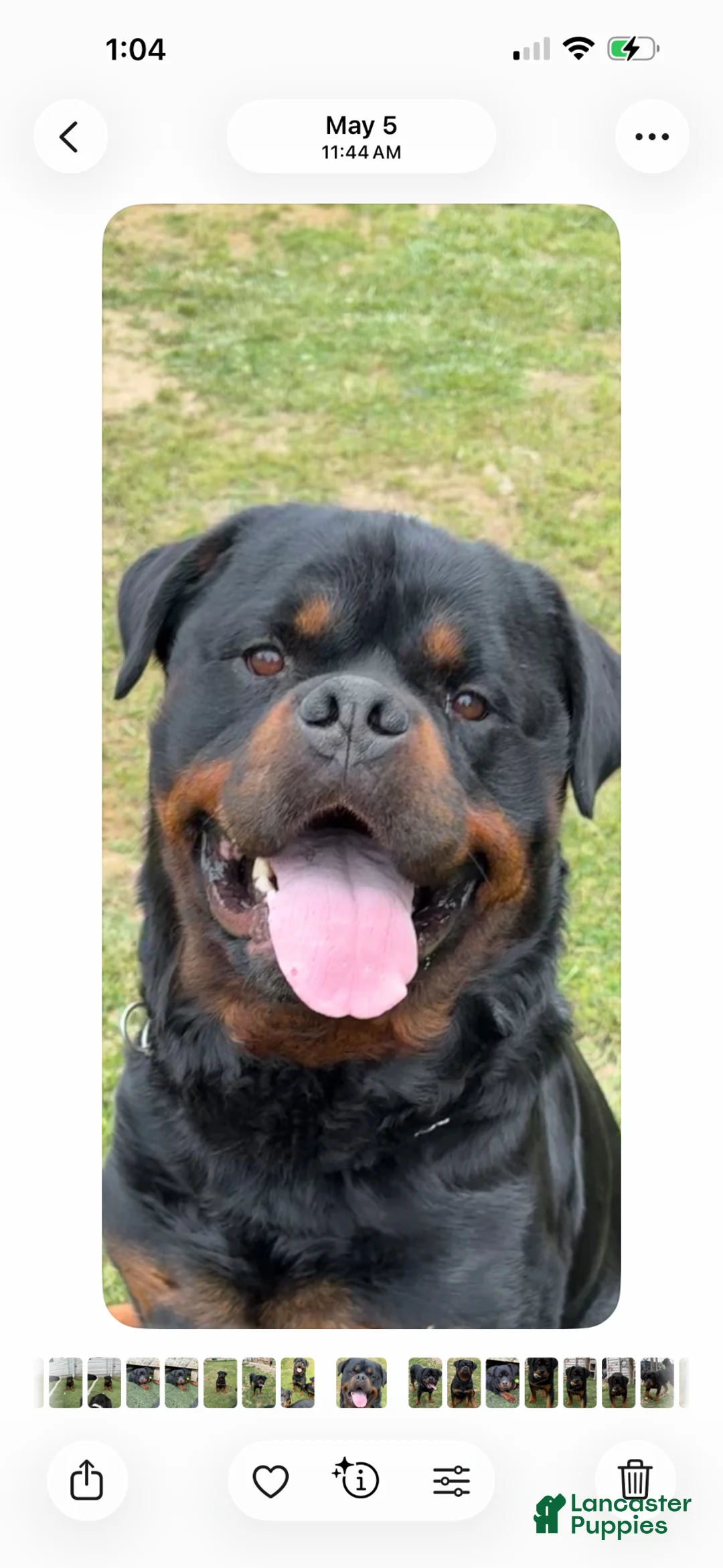 Rottweiler dogs for stud: German Rottweiler male up for stud - Ad 3