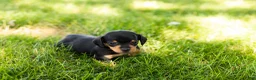 Miniature Dachshund dogs for sale: Oscar  - Ad 4