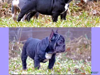 French Bulldog dogs for sale: Puppy 4 - Ad 2