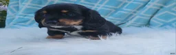 Miniature Dachshund dogs for sale: Venture  - Ad 33