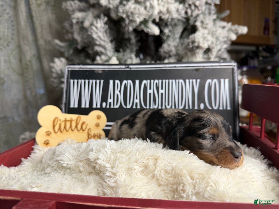 Dachshund dogs for sale: Standard black and tan dapple - Ad 21