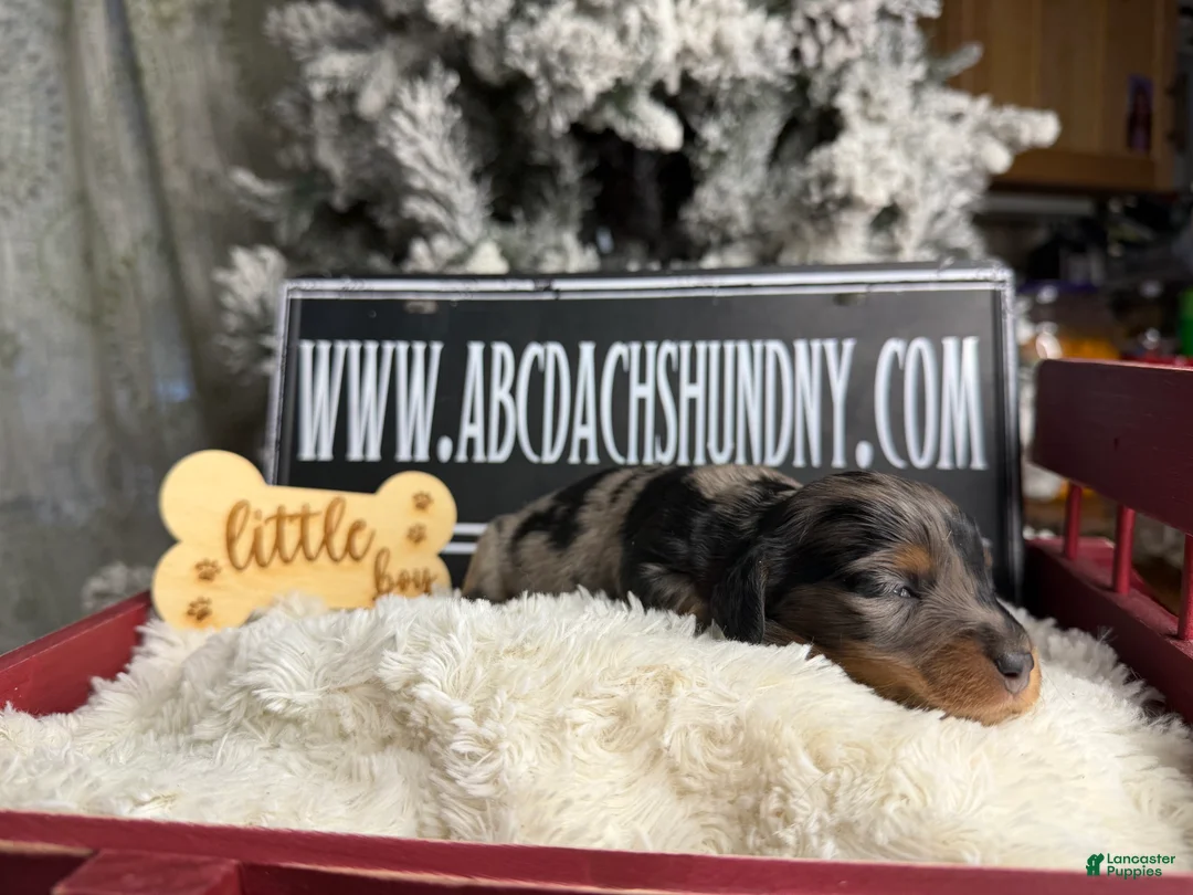 Dachshund dogs for sale: Chocolate mini long coat - Ad 32
