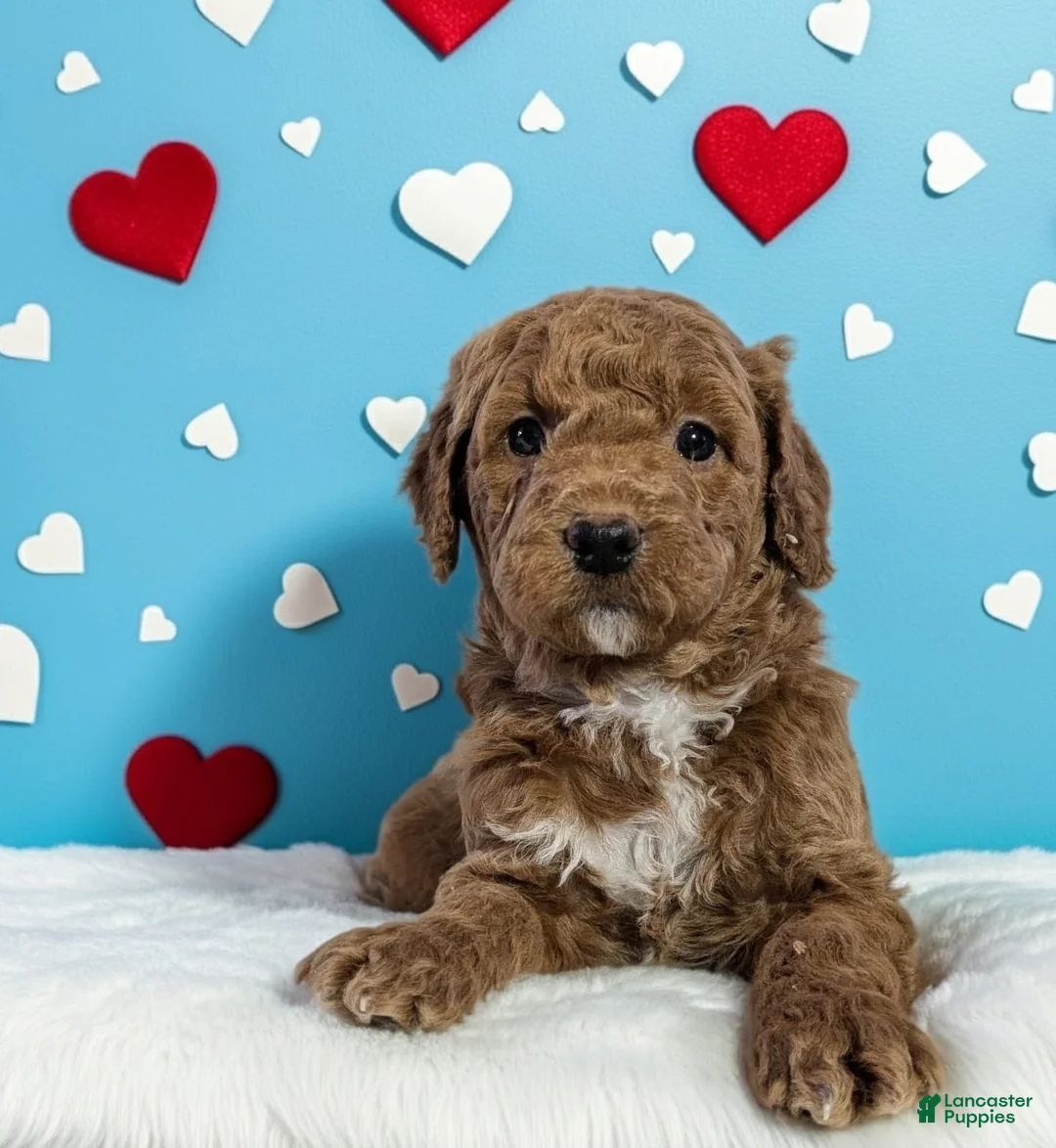 Goldendoodle dogs for sale: beatrice - Ad 6
