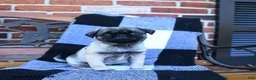 Pug dogs for sale: Tryla - Ad 1