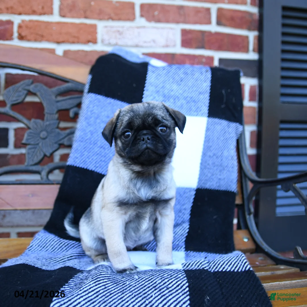 Pug dogs for sale: Tryla - Ad 1