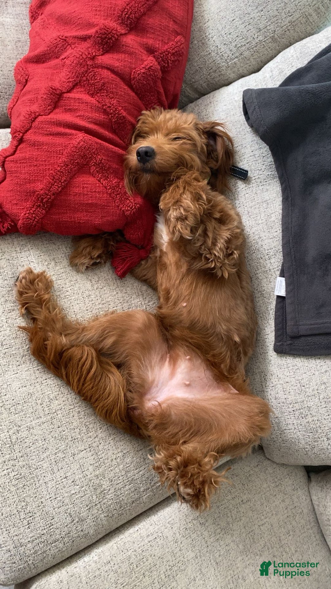 Mini Goldendoodle dogs for sale: Ranger - Ad 7