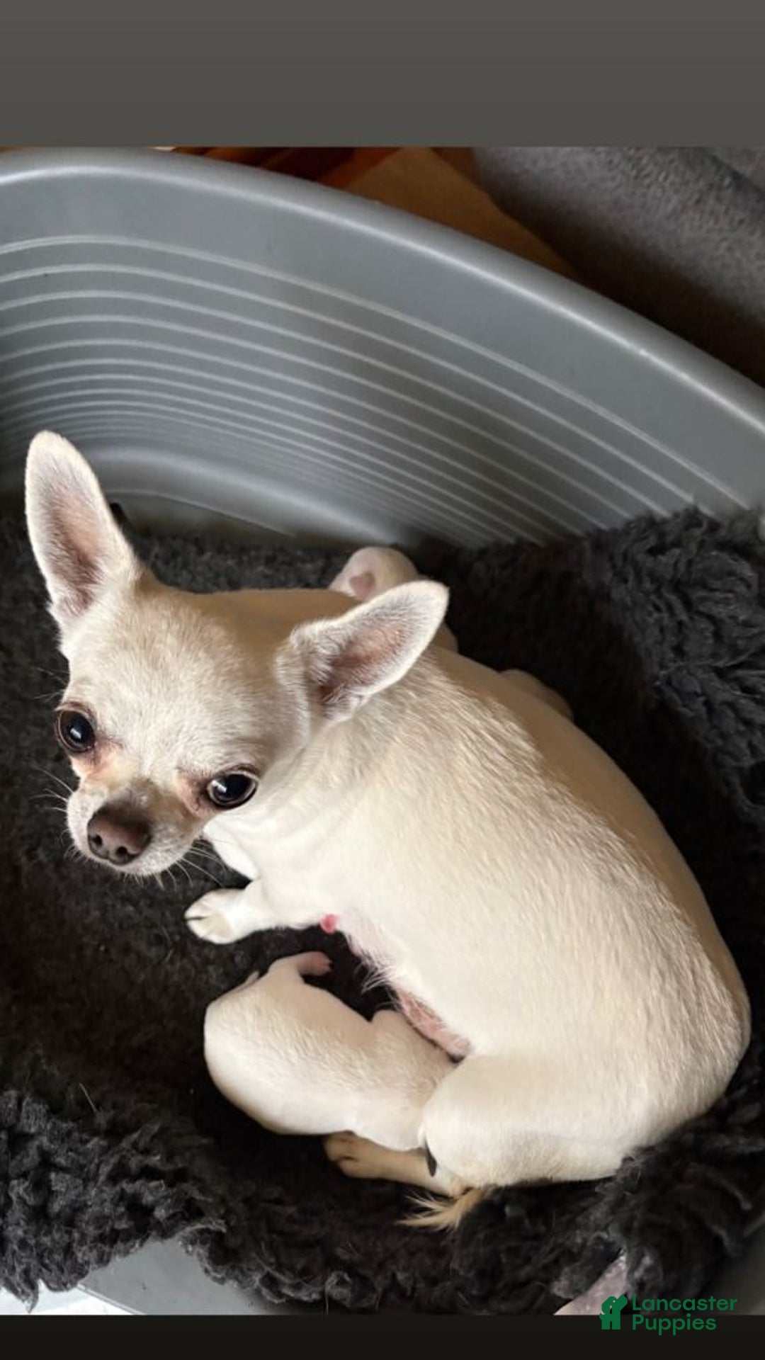Chihuahua dogs for sale: Chihuahua Puppy 1 - Ad 4