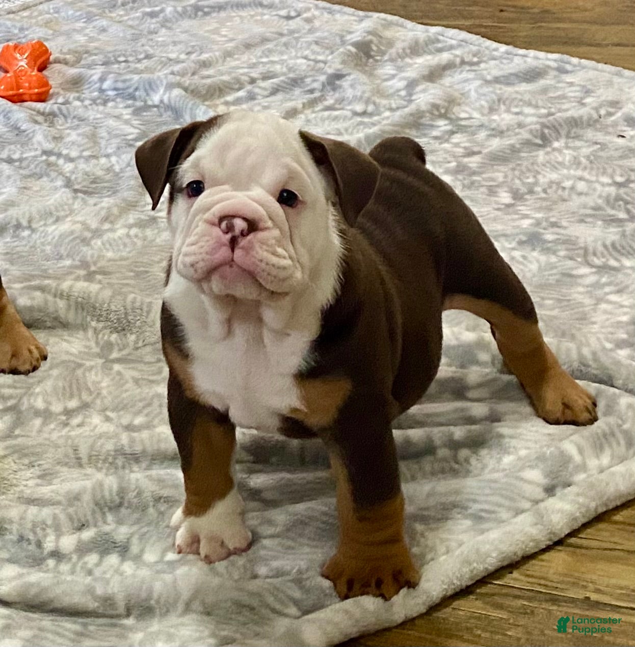 English Bulldog dogs Rocky - Ad 1
