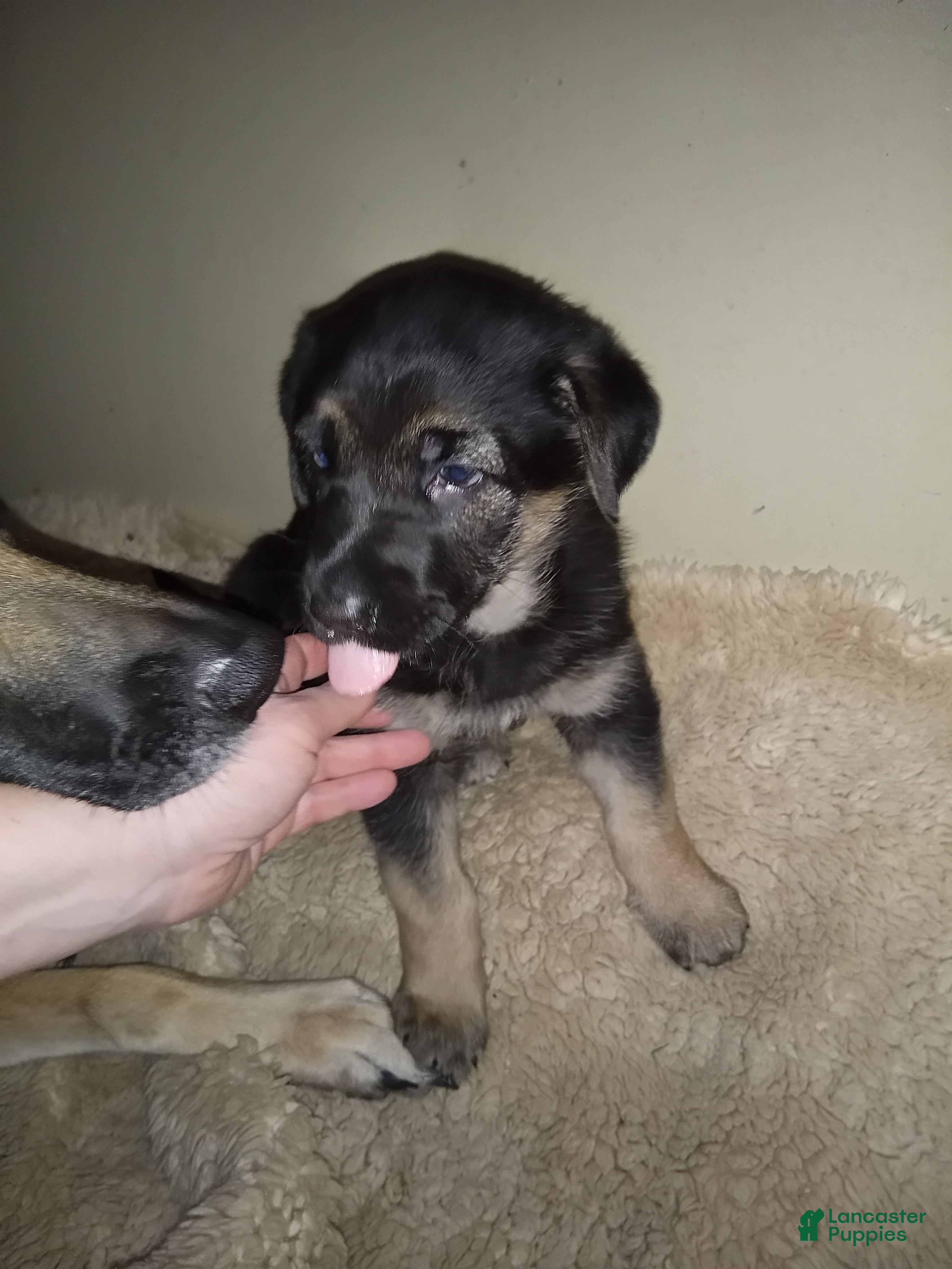 German Shepherd dogs Diamond - Ad 30