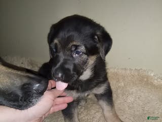 German Shepherd dogs Diamond - Ad 30