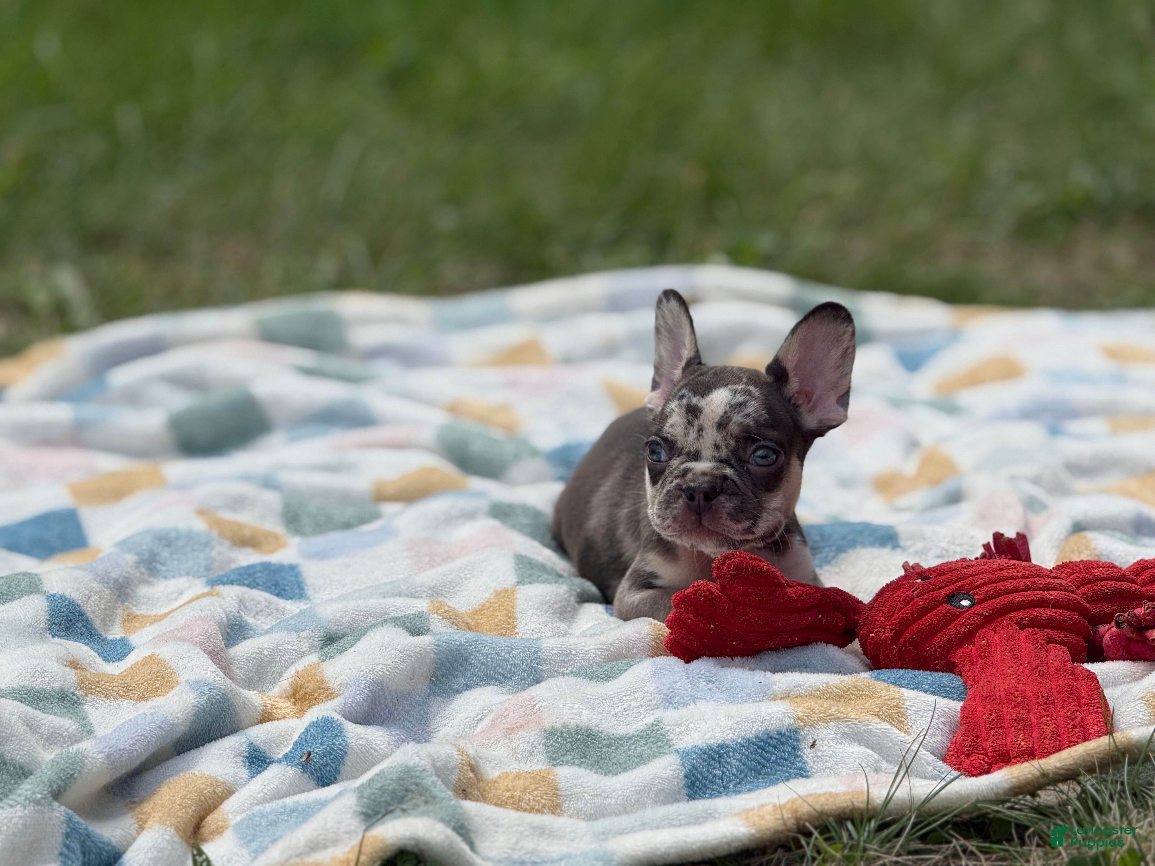 French Bulldog dogs Versace - Ad 30