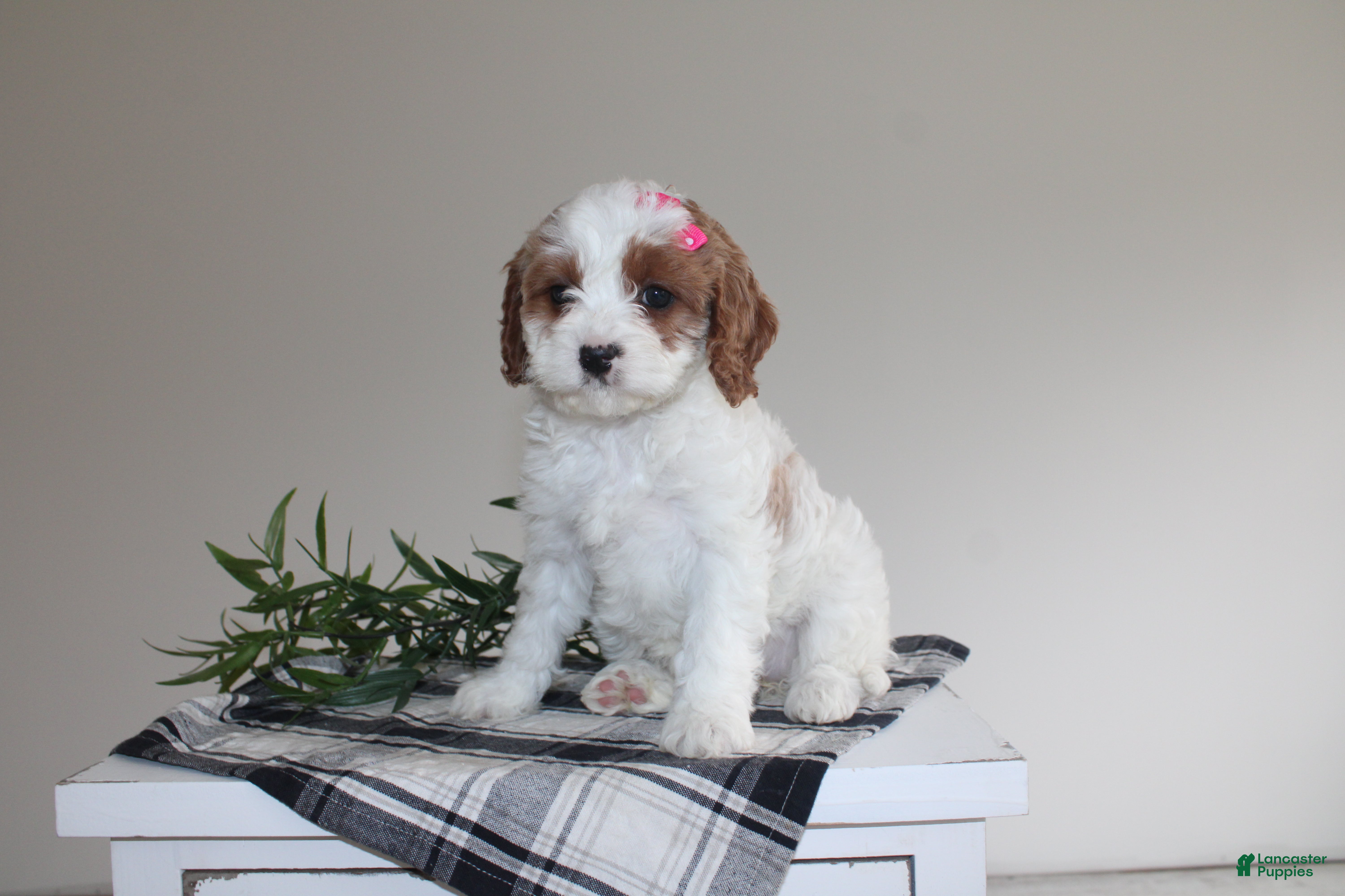 Cavapoo dogs Kacie - Ad 1