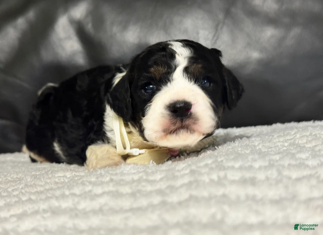 Cavapoo dogs for sale: Ensley - Ad 7
