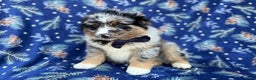 Miniature Australian Shepherd dogs for sale: Taco - Ad 8