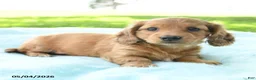 Miniature Dachshund dogs for sale: Poppy - Ad 3