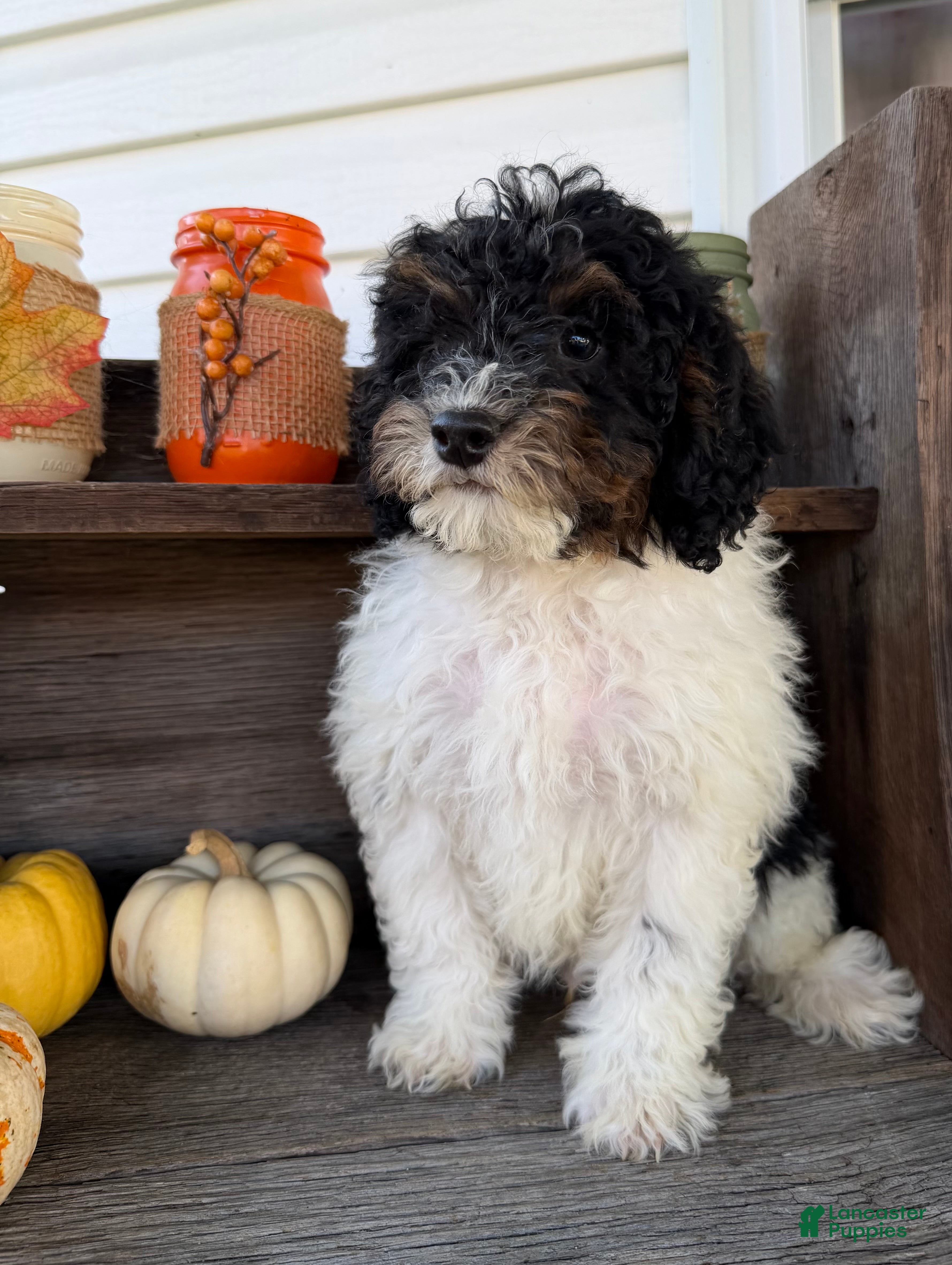 Mini Bernedoodle dogs for sale: Dexter - Ad 2