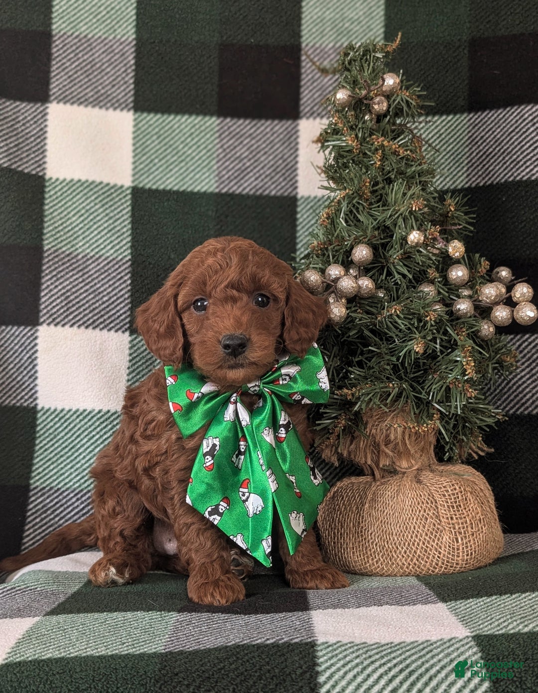 Mixed Breed dogs for sale: Brett Hypoallergenic - Ad 3