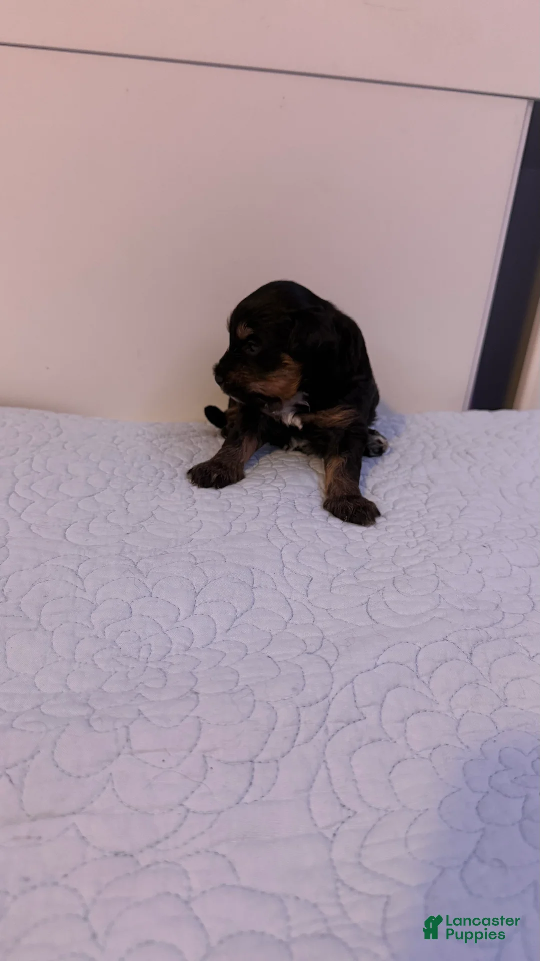 Mini Bernedoodle dogs for sale: Mini Poodle Puppy 1 - Ad 2
