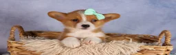 Welsh Corgi Pembroke dogs for sale: Bently💙 - Ad 10