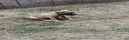 American Bully dogs for sale: Little Fellah - Ad 7