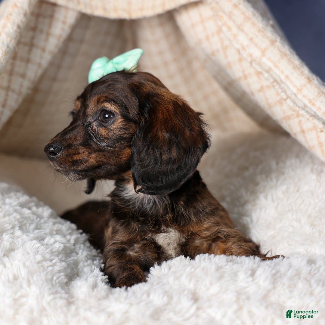 Miniature Dachshund dogs for sale: Cleo - Ad 24