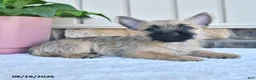 Cairn Terrier dogs for sale: Kenny - Ad 2