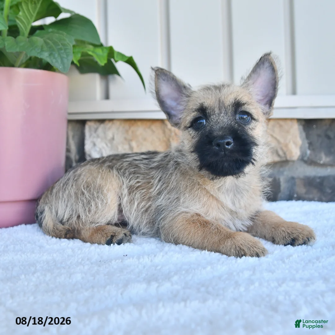 Cairn Terrier dogs for sale: Kenny - Ad 2