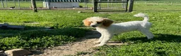 Standard Poodle dogs for sale: Leo - Ad 3