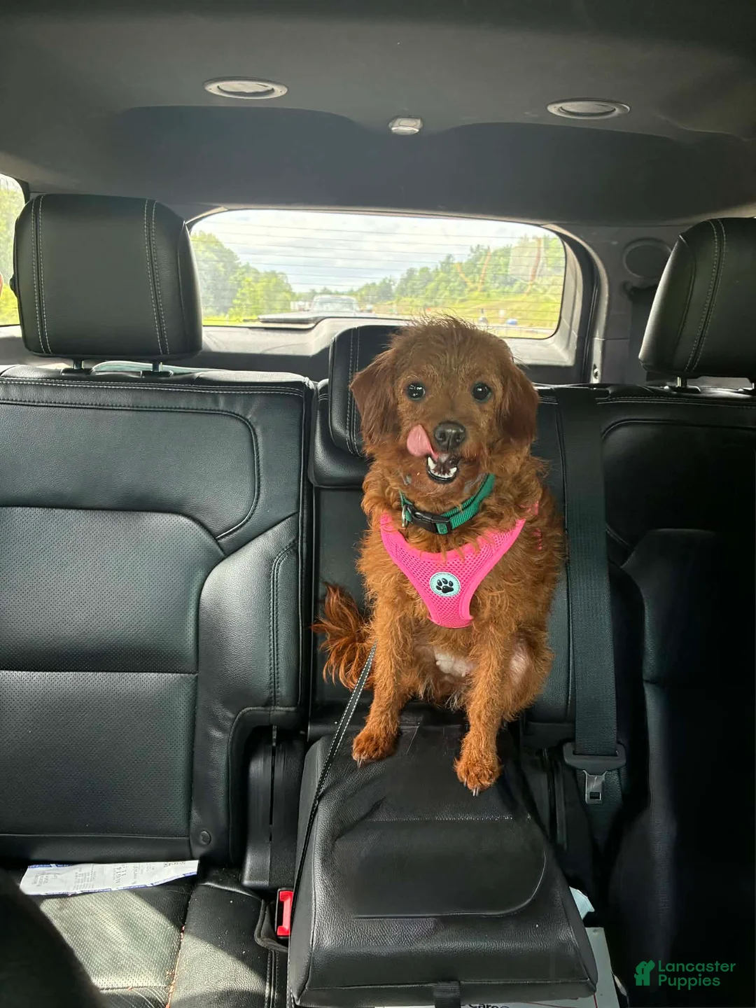 Mixed Breed dogs for sale: Mixed Breed Puppy 5 - Ad 2