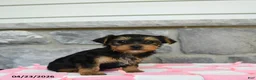 Yorkshire Terrier dogs for sale: Tootsie - Ad 3