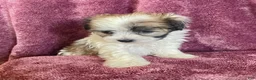 Havanese dogs for sale: Stuart - Ad 4