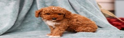 Miniature Poodle dogs for sale: Dory - Ad 3