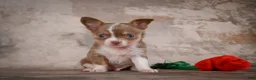 Chihuahua dogs for sale: Eli - Ad 13