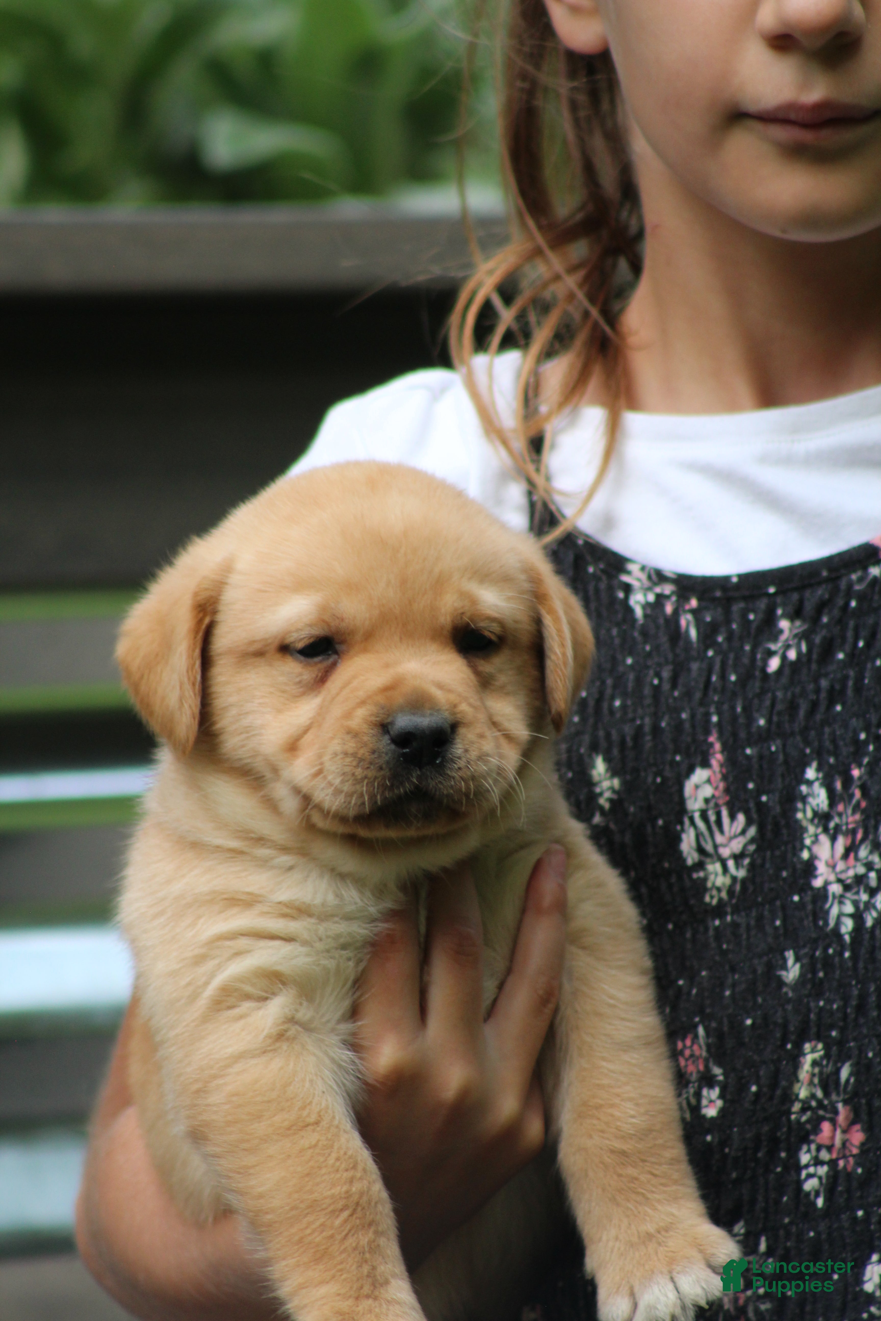 Labrador Retriever dogs Finn - Ad 2