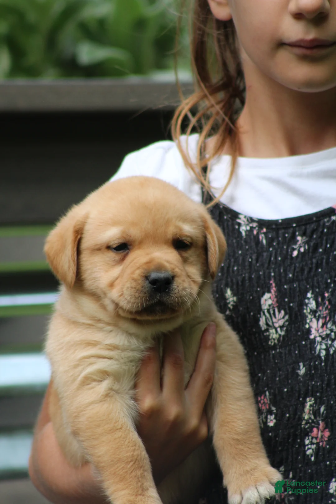 Labrador Retriever dogs for sale: Finn - Ad 2