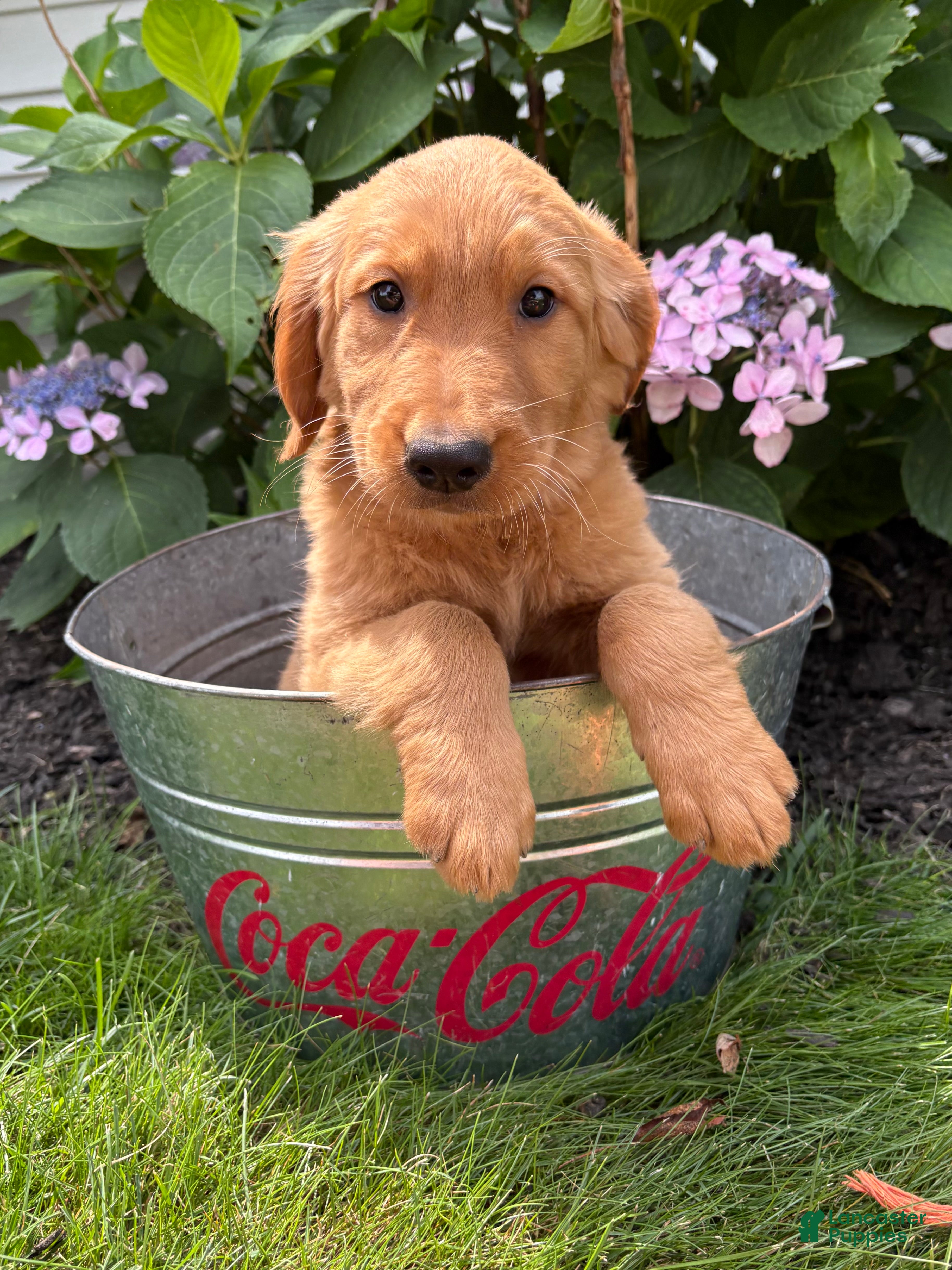 Golden Retriever dogs Simba - Ad 2