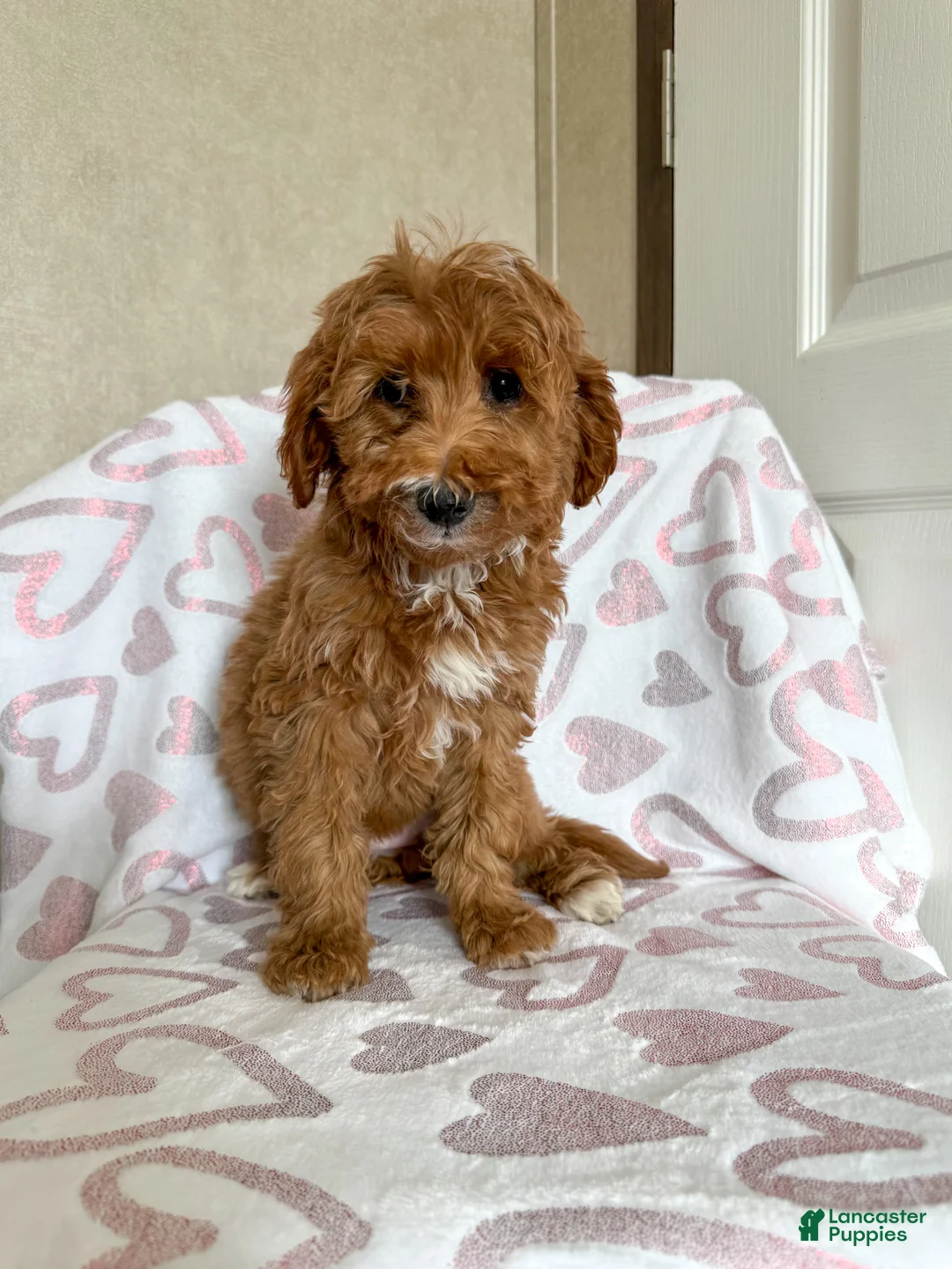 Goldendoodle dogs for sale: Martha  - Ad 2