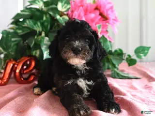 Miniature Poodle dogs for sale: Bessie - Ad 3