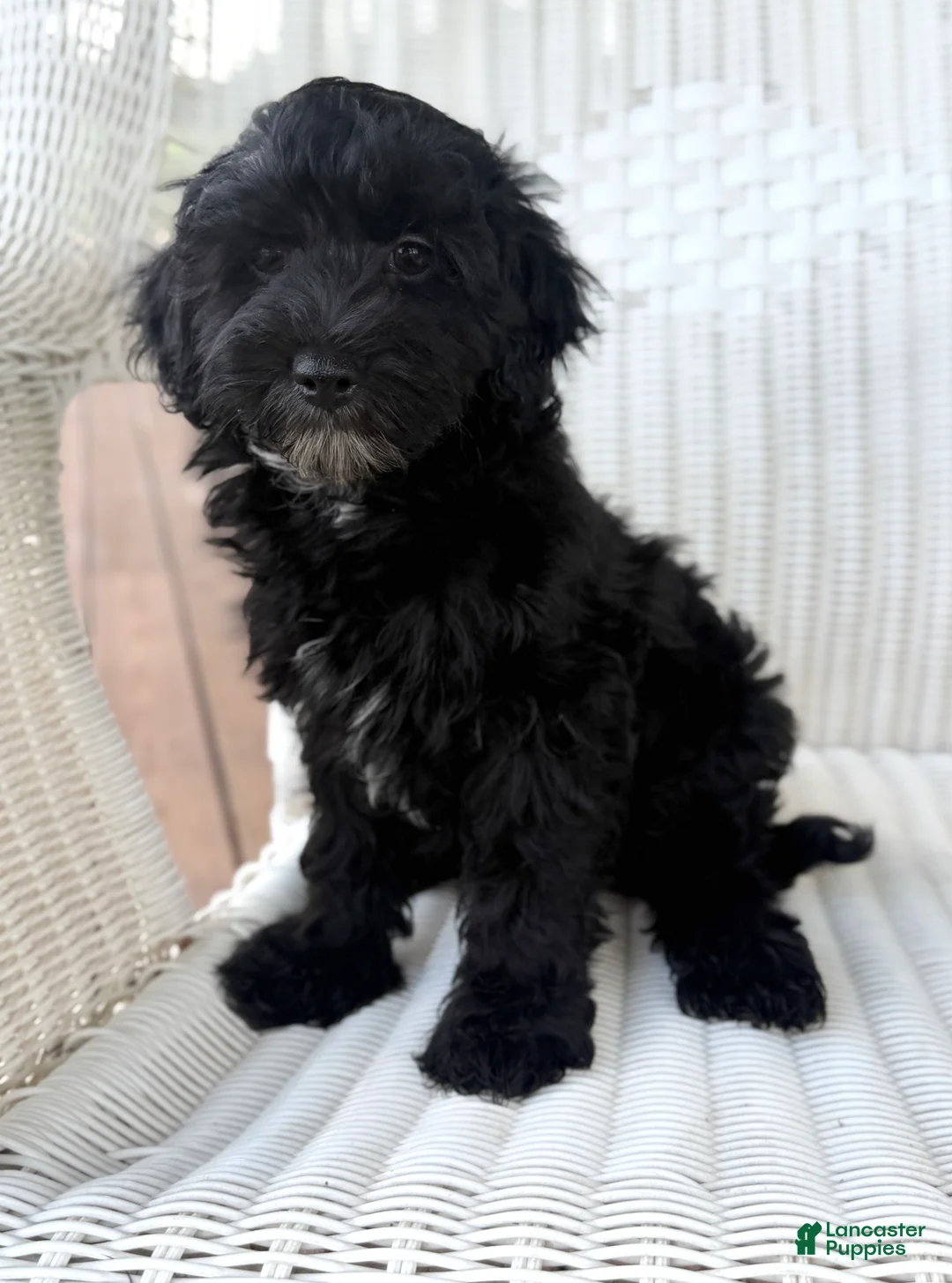 Maltipoo dogs for sale: Frankie - Ad 1