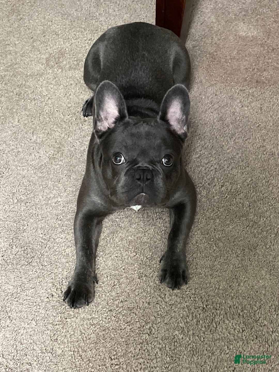 French Bulldog dogs for sale: Virgil French Bulldog - Ad 3