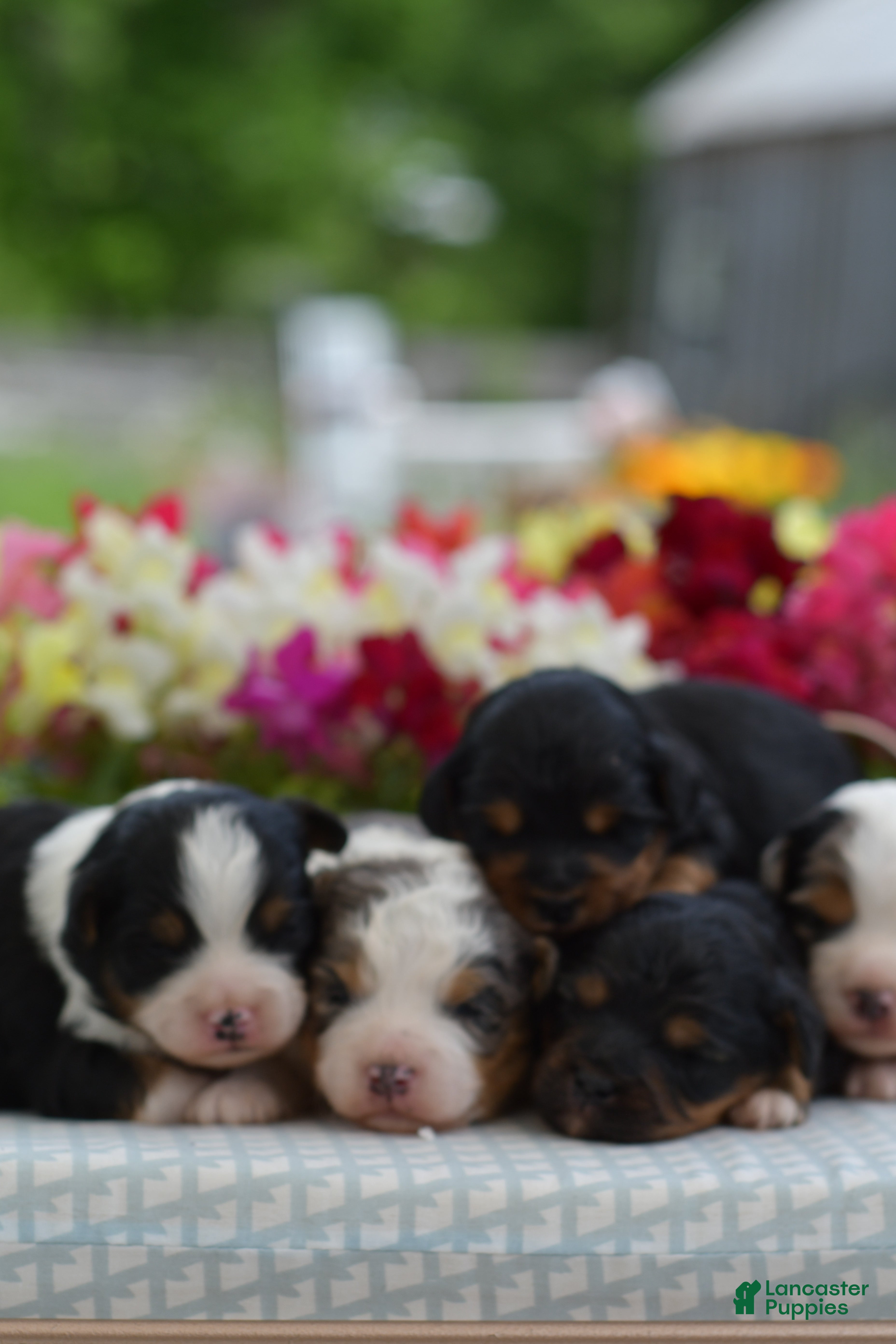 Aussiedoodle dogs Aussiedoodle Puppy 1 - Ad 2