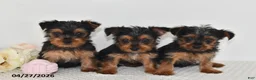 Yorkshire Terrier dogs for sale: Leo - Ad 2