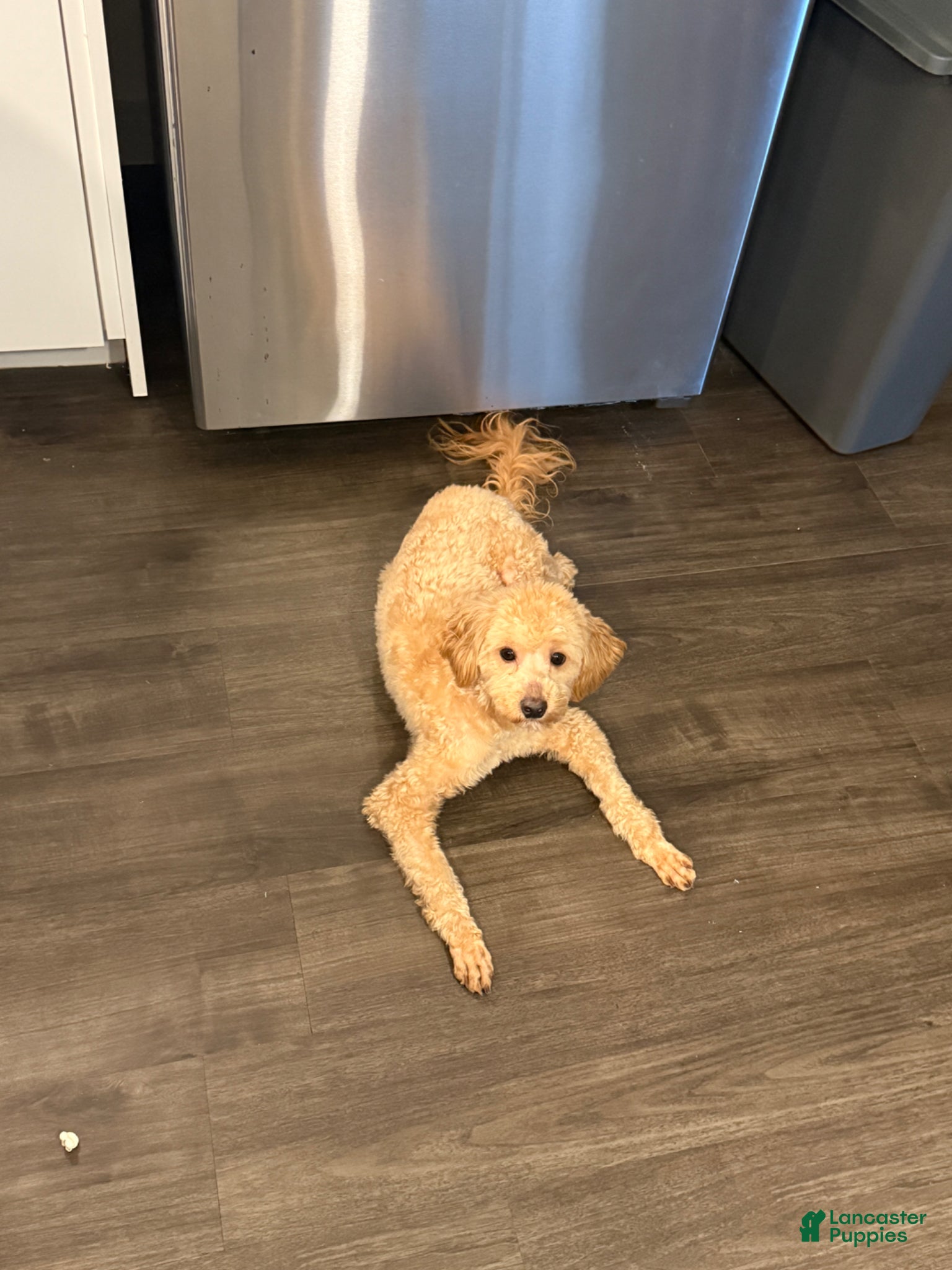 Maltipoo dogs Maltipoo Puppy 1 - Ad 6